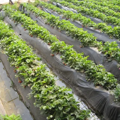 Wholesale Mulch Film Manufacturer for Farm