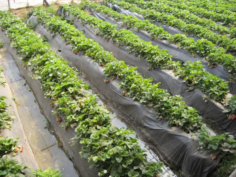 Wholesale Mulch Film Manufacturer for Farm