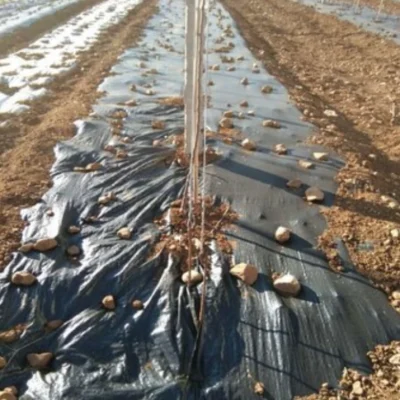 Wholesale Mulch Film Manufacturer for Farm and Greenhouse Black (13)