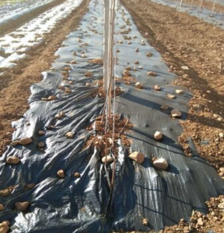 Wholesale Mulch Film Manufacturer for Farm and Greenhouse Black (13)