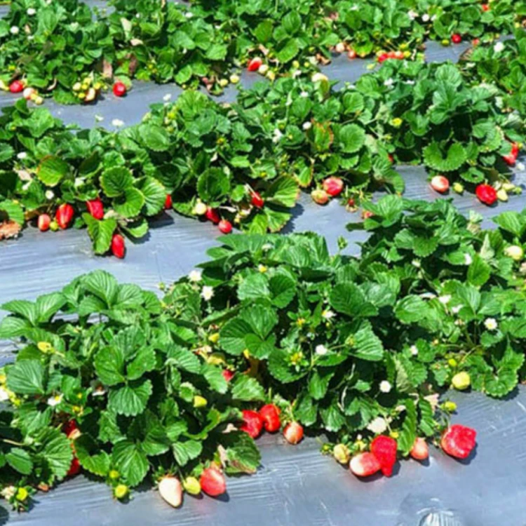 Wholesale Mulch Film Manufacturer for Farm and Greenhouse White PO Film (1)