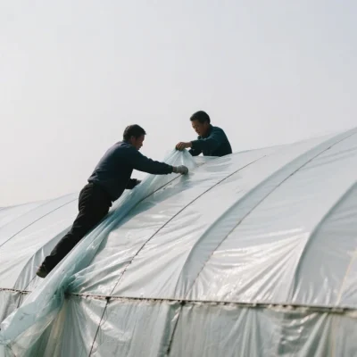 Agricultural PE Film Manufacturer Greenhouse Covers & Mulch (18)