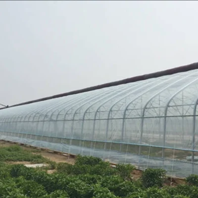 Agricultural PE Film Manufacturer Greenhouse Covers & Mulch (2)