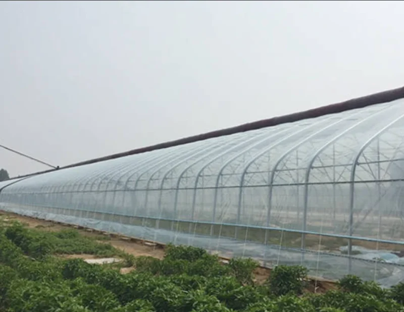 Agricultural PE Film Manufacturer Greenhouse Covers & Mulch (2)