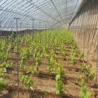 Agricultural PE Film Manufacturer | Greenhouse Covers & Mulch