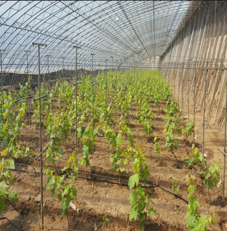 Agricultural PE Film Manufacturer Greenhouse Covers Mulch 21