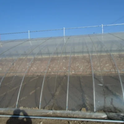 Agricultural PE Film Manufacturer | Greenhouse Covers & Mulch
