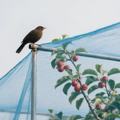 Anti-Bird Netting Manufacturer Orchard & Vineyard Protection (1)