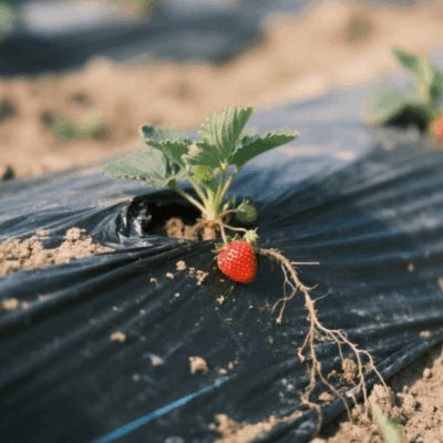 Black Plastic Mulch Film
