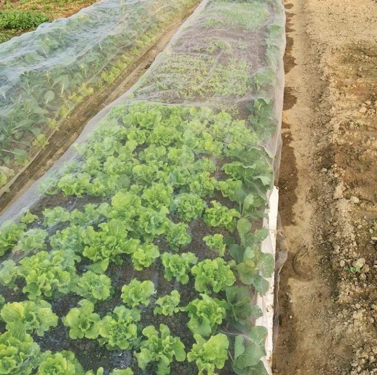 Bulk Insect Netting Manufacturer for Greenhouses, Farms and Nursery 5 Bulk Insect Netting Manufacturer for Greenhouses, Farms and Nursery (13)