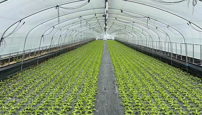 Honrel Agriculture Project Case Vegetable greenhouse