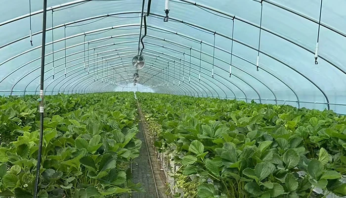 Honrel Agriculture Project Case Vegetable greenhouse