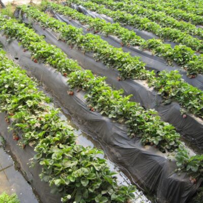 Black Plastic Mulch Film