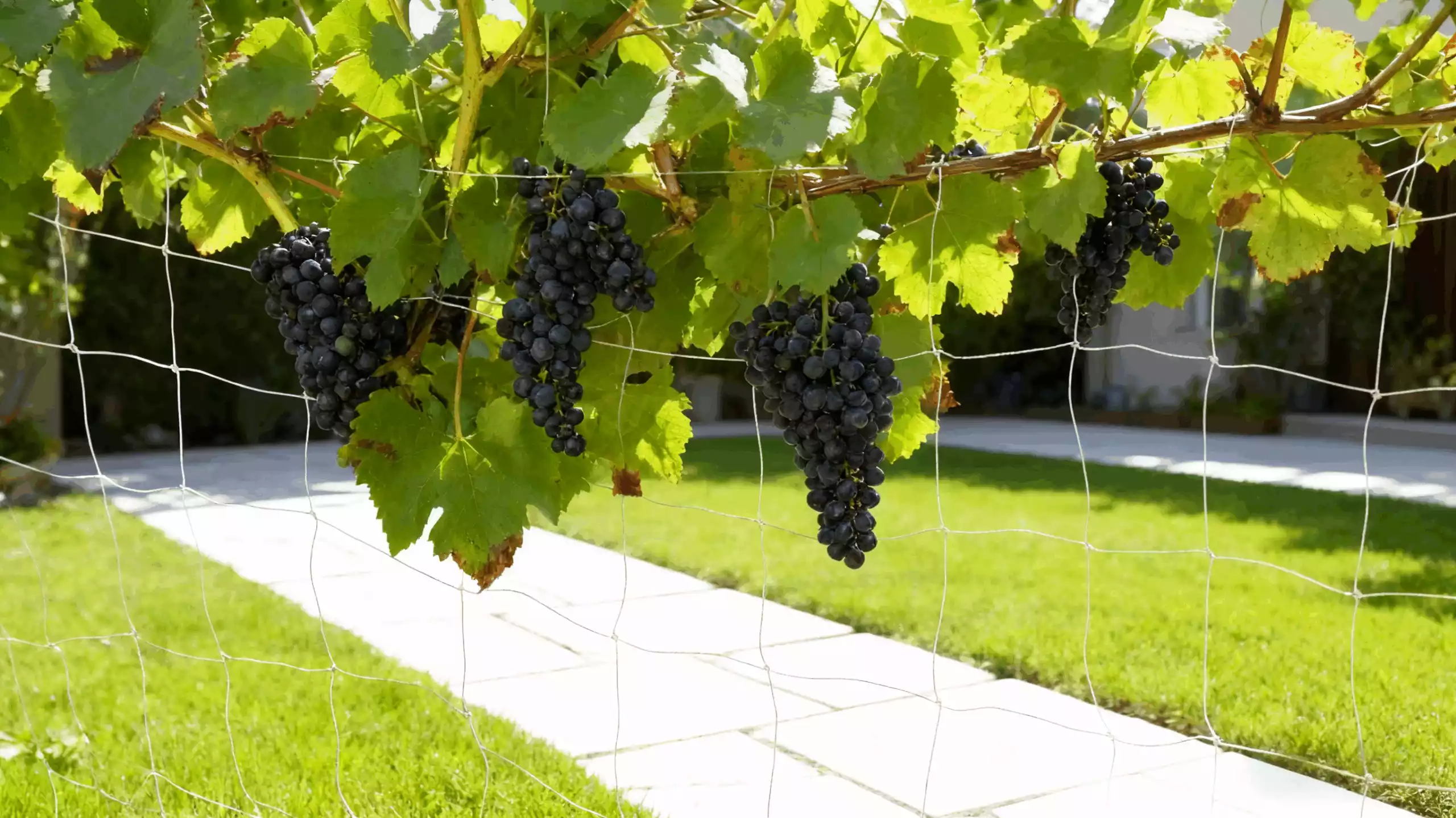Agricultural network for grape cultivation