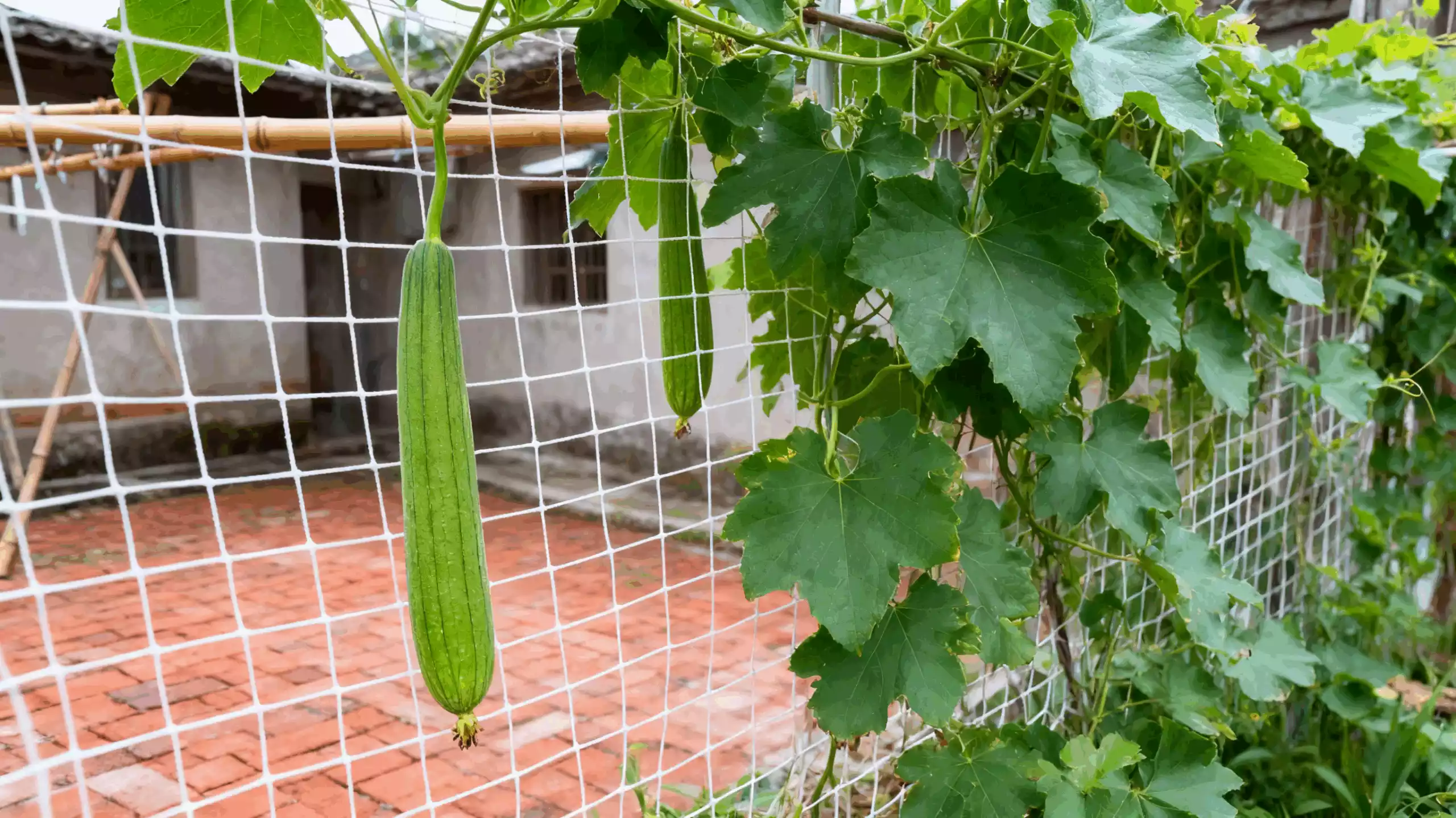 Agricultural network for loofah cultivation