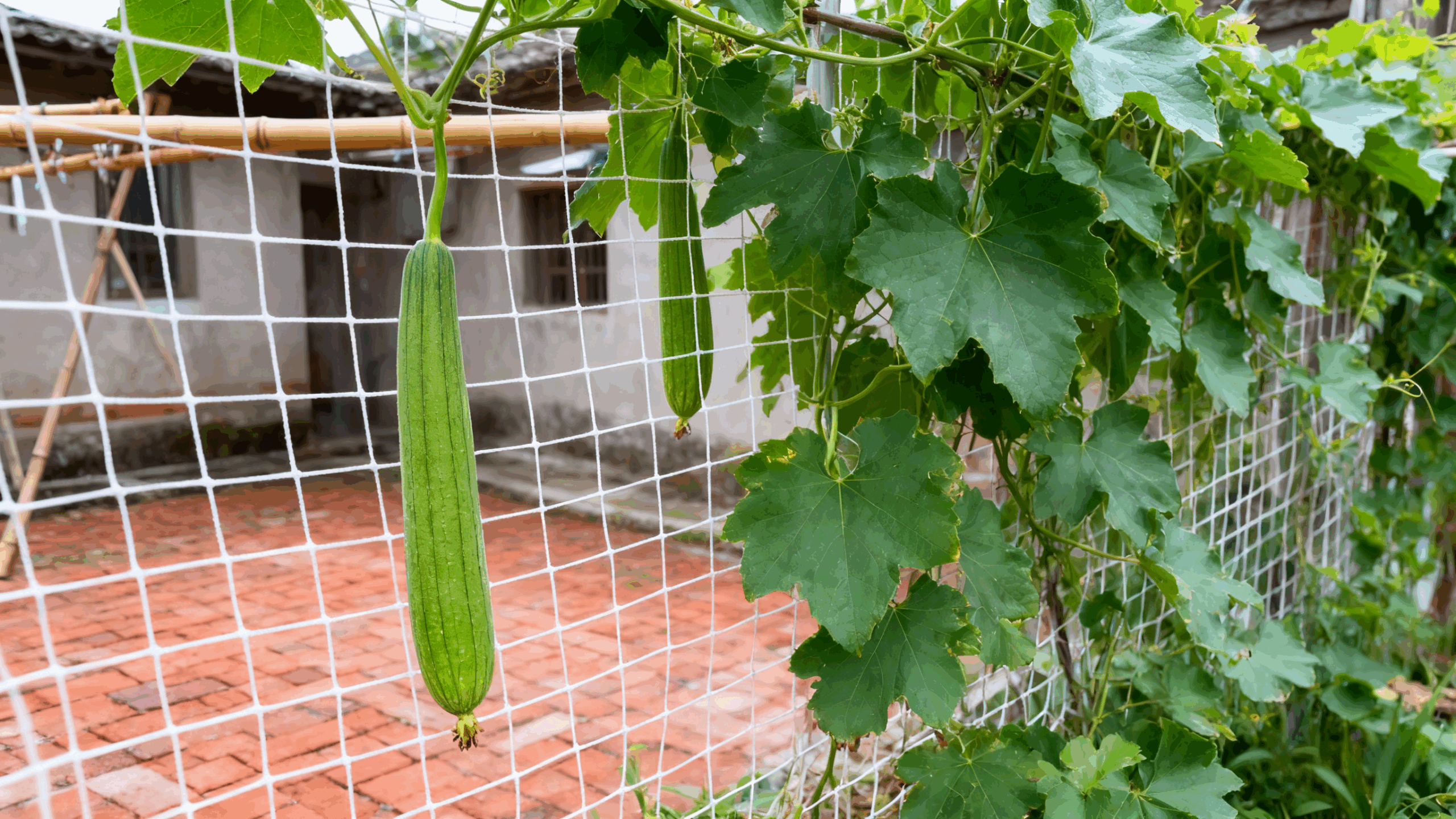 Plastic Plant Support Net 3 解释图片内容 22 scaled