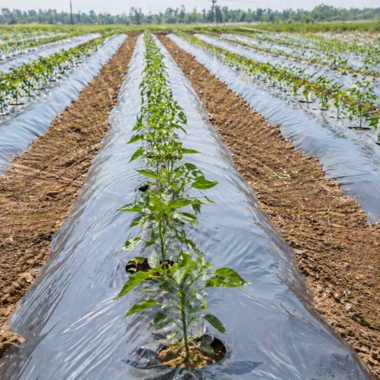 Agriculture Mulch Film