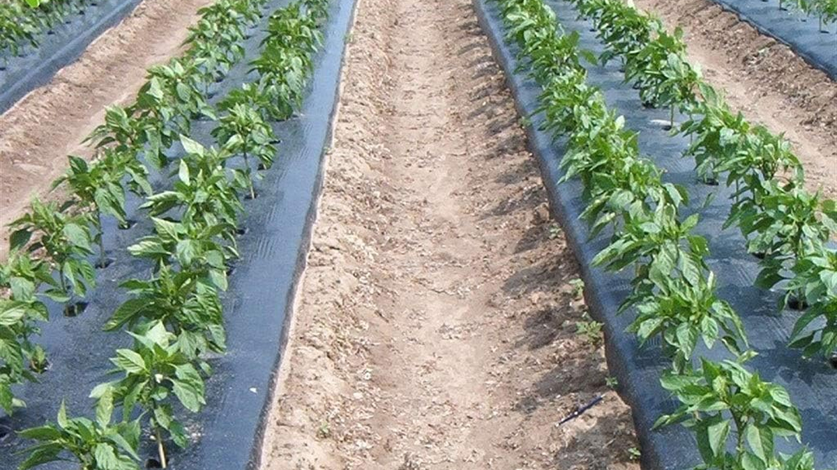 Strawberry Mulch Film Wholesale Weed Control for Berry Farms