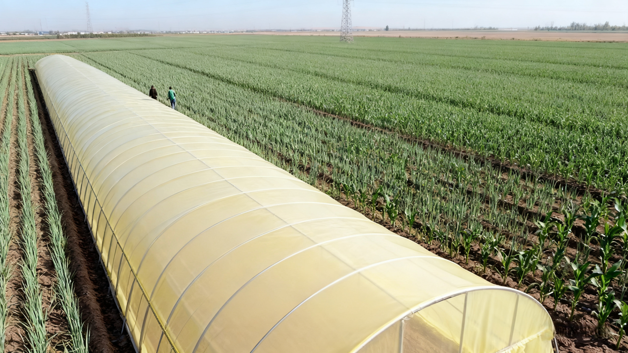 Yellow PO Film 2 改写段落 scaled