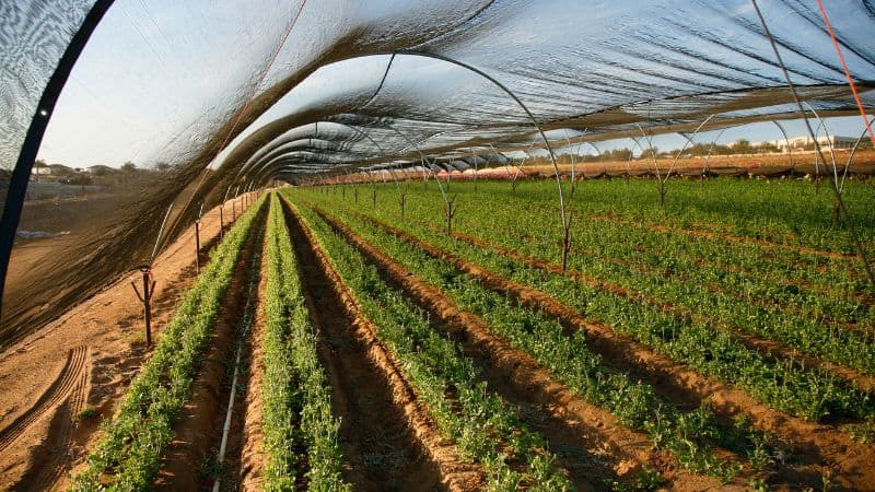 Agricultural Netting Manufacturer Bulk Shade & Hail Nets (2)