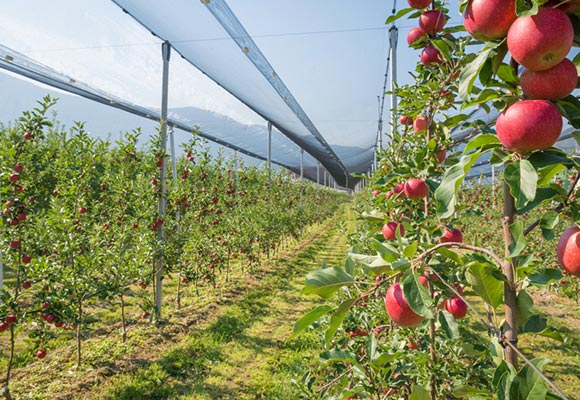 Agricultural Netting Manufacturer Bulk Shade & Hail Nets (2)