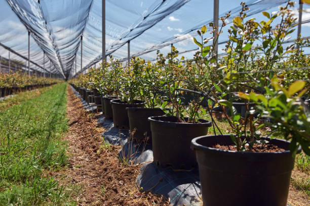 Blueberry Shade Net Supplier Custom Shading for Nurseries (3)