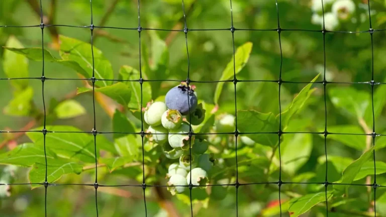 Blueberry Shade Net Supplier Custom Shading for Nurseries & High-Yield Orchards