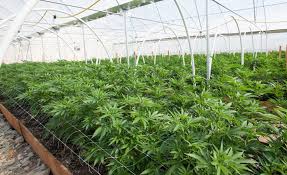 Cannabis Greenhouse Film Wholesale UV-Selective PO Covers (1)