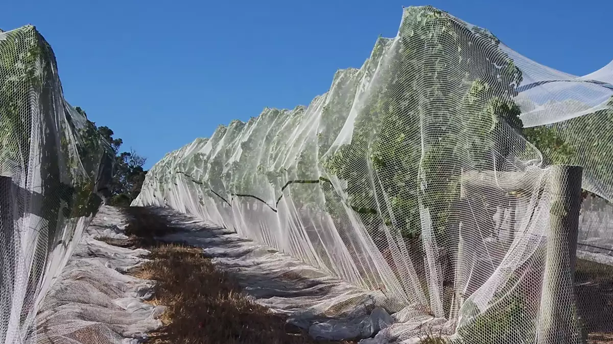 Drape Netting (Full Canopy)