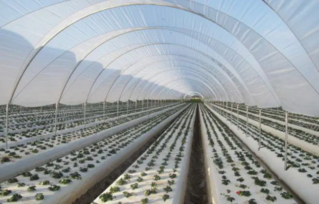 Greenhouse Film Manufacturer China Wholesale & OEM Supply