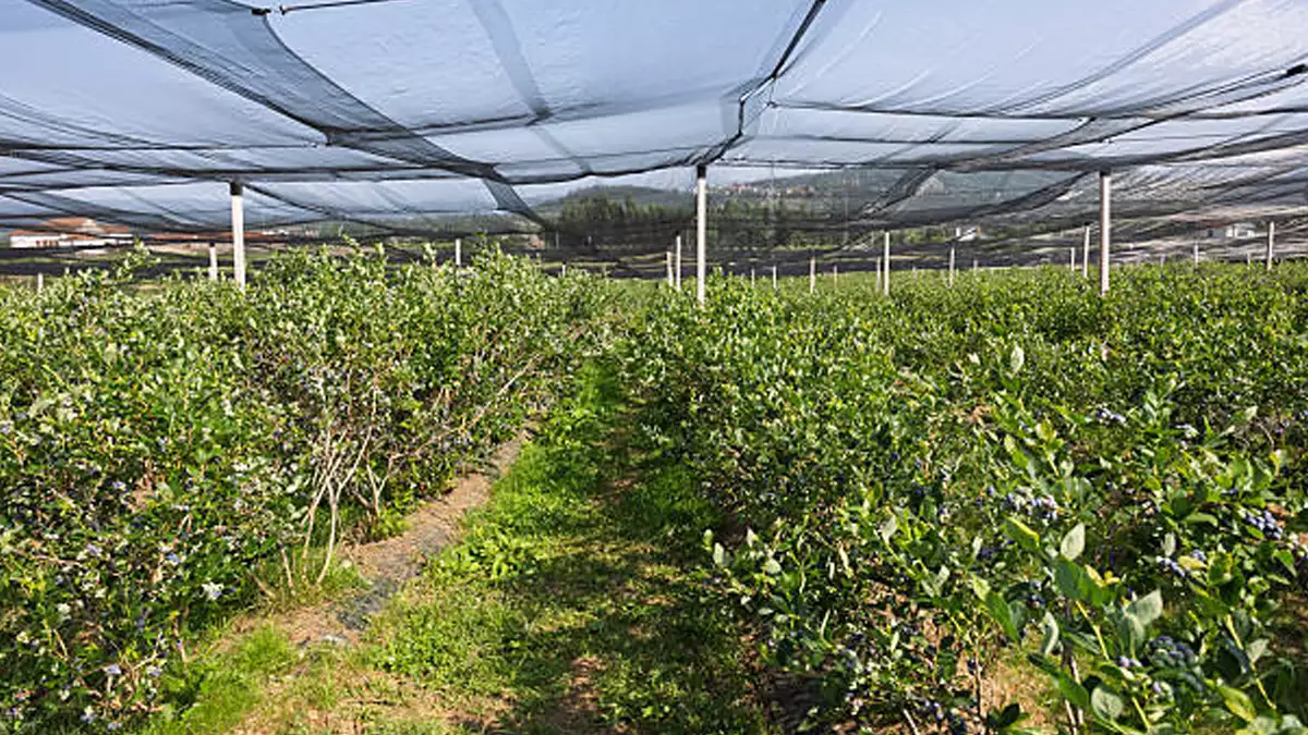 How to Judge a Shade Net Supplier (Before You Buy)