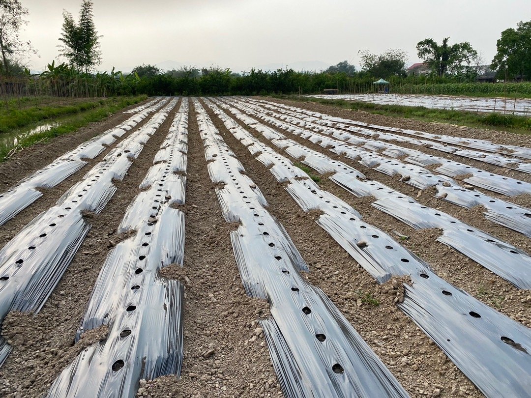 Mulch Film Wholesale Supplier Bulk Supply for Distributors (3)