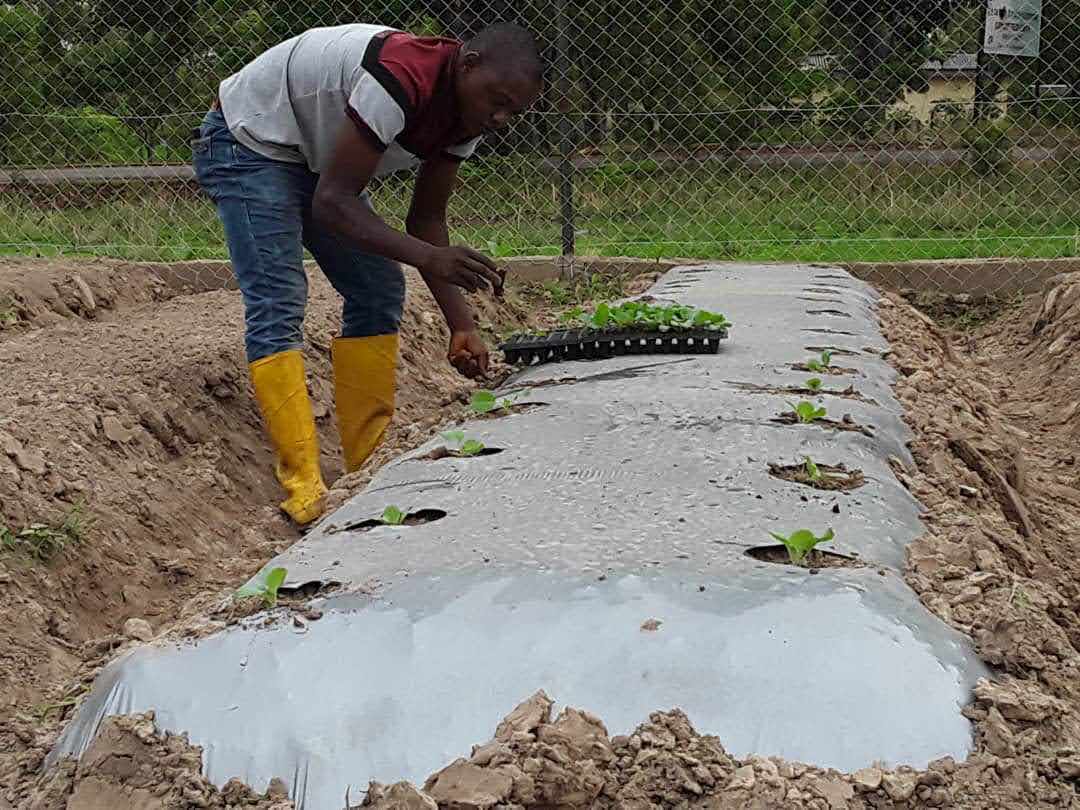 Mulch Film Wholesale Supplier Bulk Supply for Distributors (3)