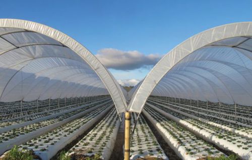 PO vs PE Greenhouse Film Technical Comparison (1)