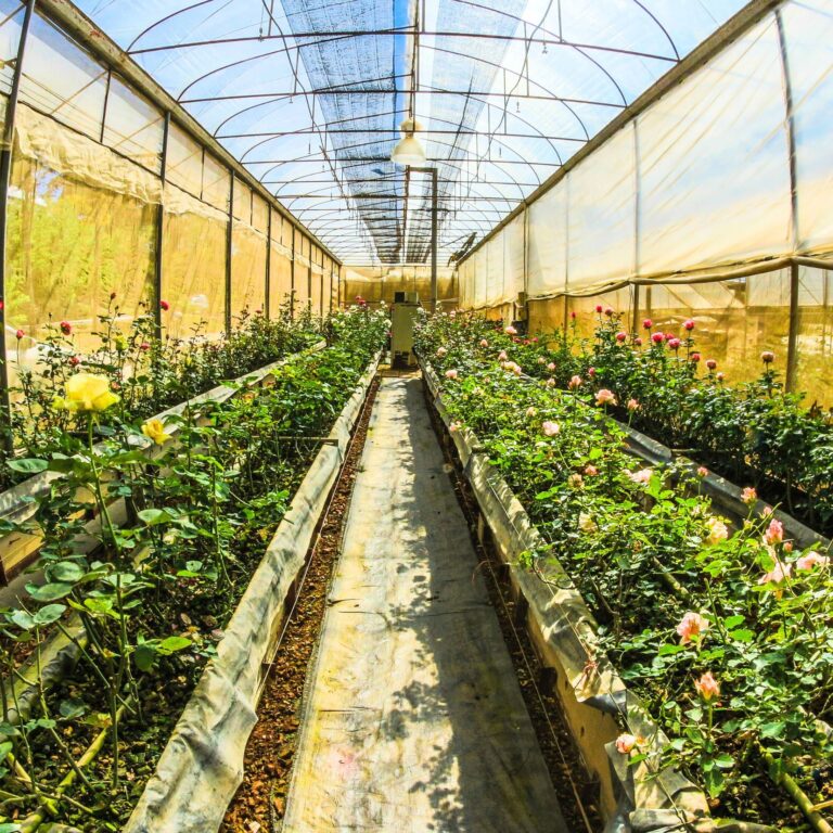 PO vs PE Greenhouse Film Technical Comparison (1)