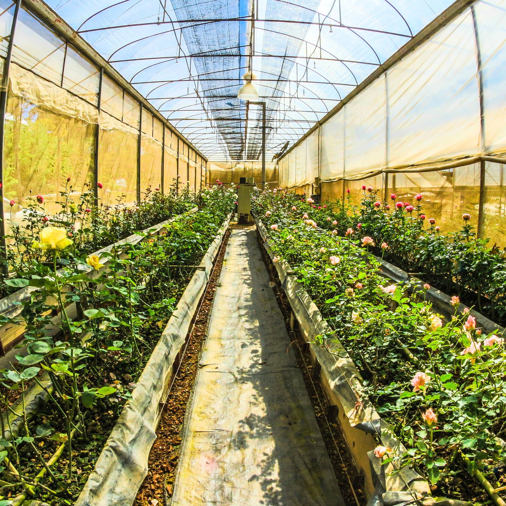 PO vs PE Greenhouse Film Technical Comparison (1)