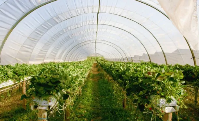 PO vs PE Greenhouse Film  Technical Comparison (1)