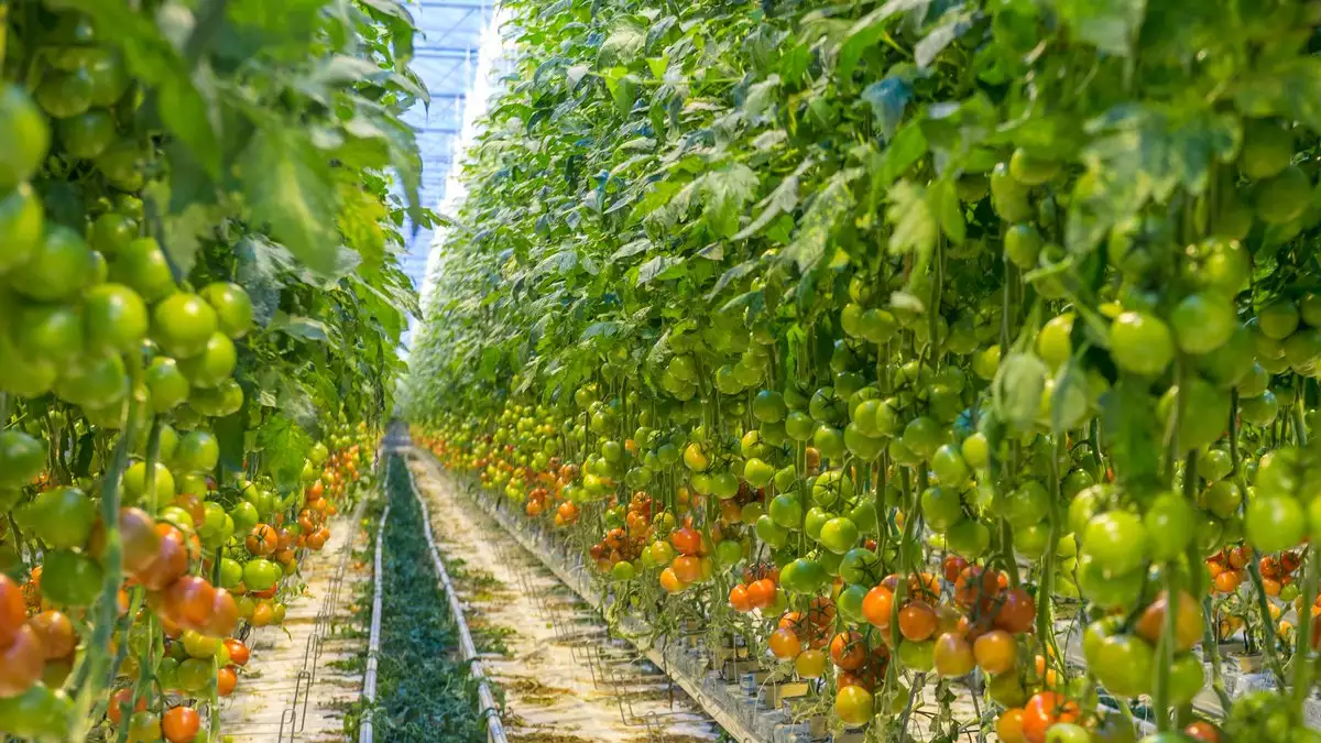Tomato Greenhouse Film Manufacturer Anti-Drip PO Film