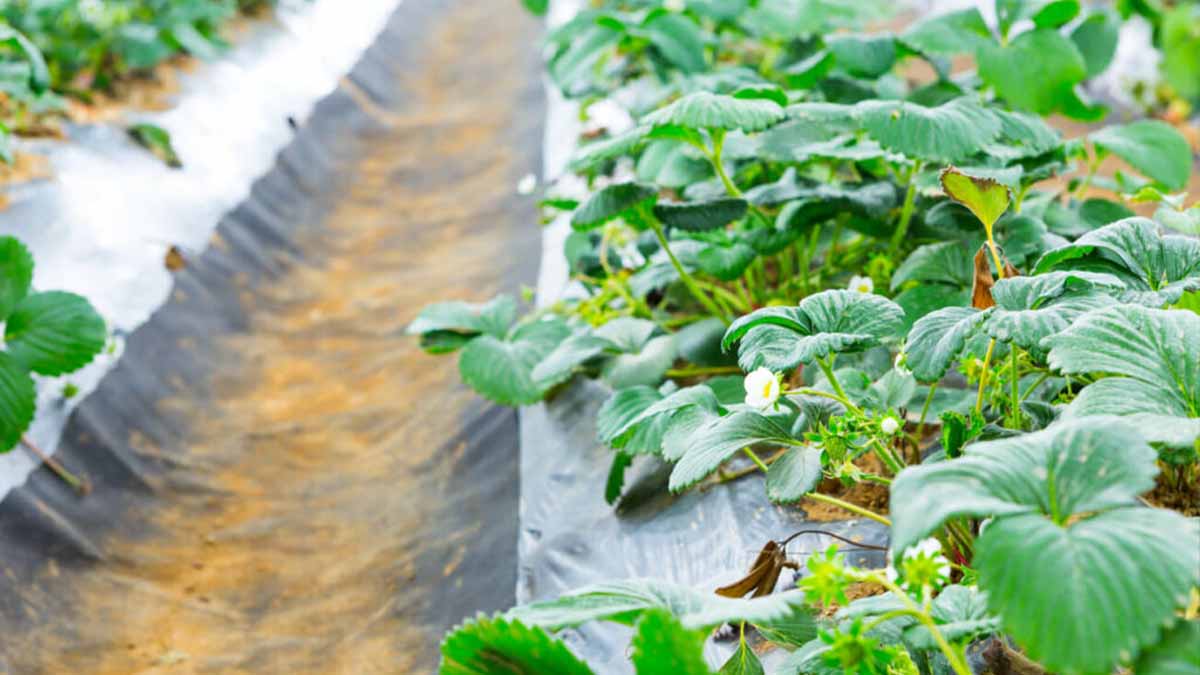 Мульчирующая пленка