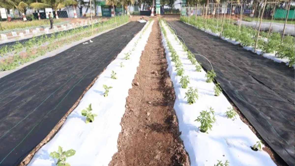 Панда Фильм