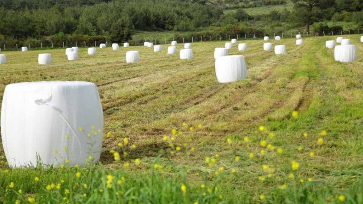 Custom Silage Film | Cold Climate Storage 1 Silage Film