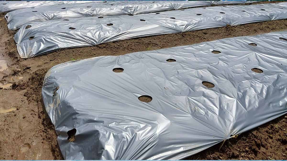 Silver Black Mulch Film