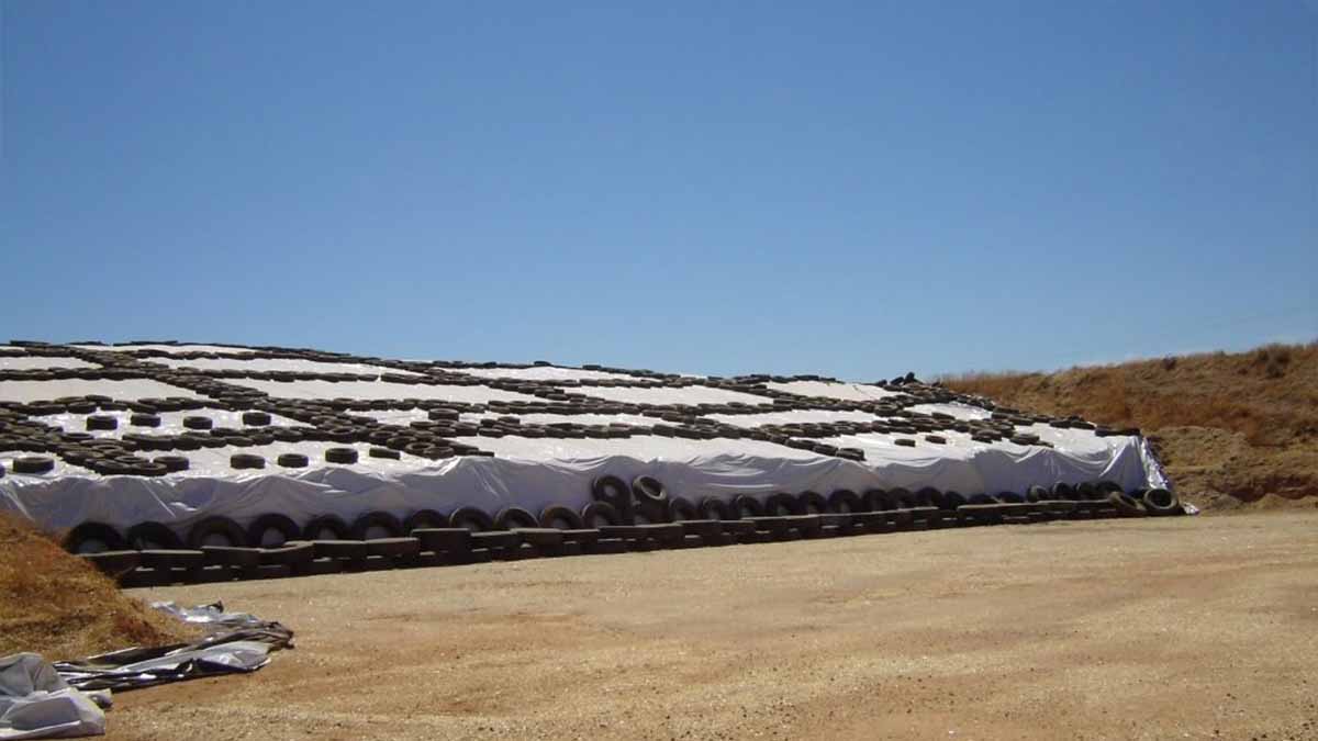 black and white panda film