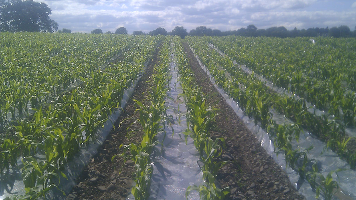 silage film