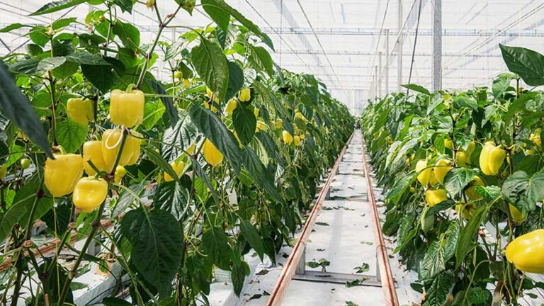 Chili Pepper Greenhouse Film