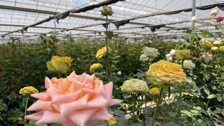 Rose greenhouse film