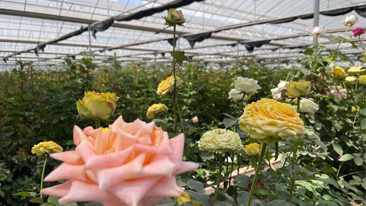 Rose greenhouse film