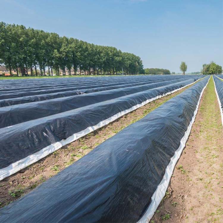 black and white panda film 6