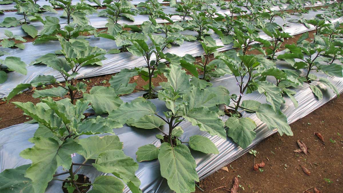 Black Mulch Film for Eggplant