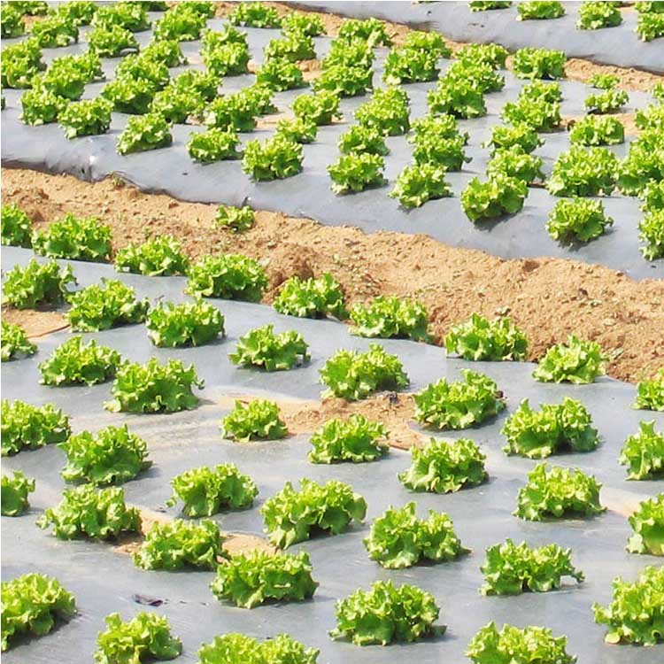 Black Mulch Film for Lettuce 1